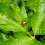 Easy To Grow Parsley