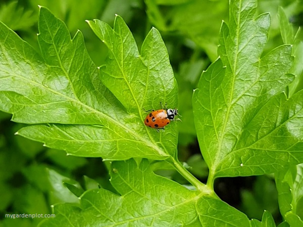 Ladybug On Parsley Leaf - Where To Plant, And How To Grow And Harvest Garden Parsley
