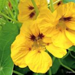 Growing Nasturtium