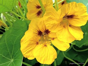Read more about the article Growing Nasturtium