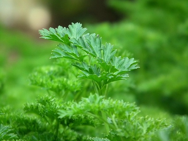How To Grow and Harvest Parsley