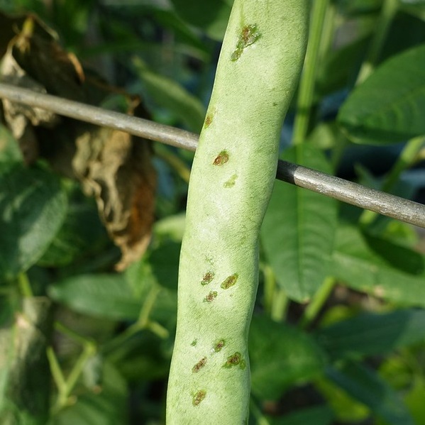 String Bean: Anthracnose (photo by Scot Nelson, plant pathologist)