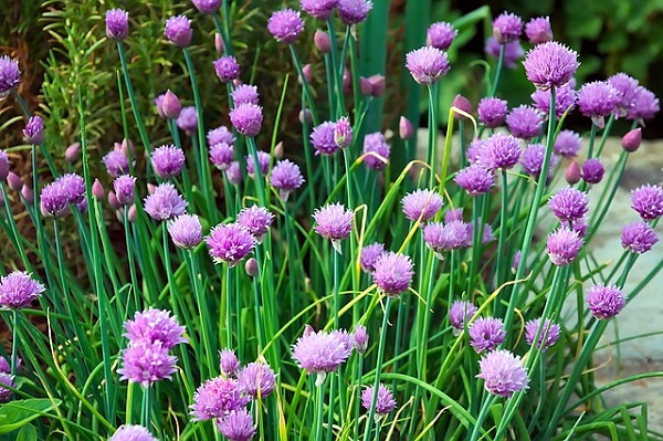 How To Grow Chives - Edible Chive Flowers