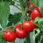 How To Grow Tomatoes