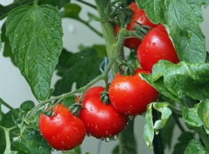 Read more about the article How To Grow Tomatoes