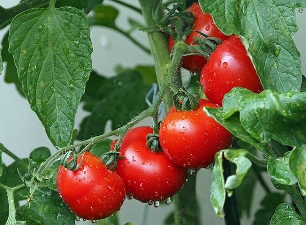 You are currently viewing How To Grow Tomatoes