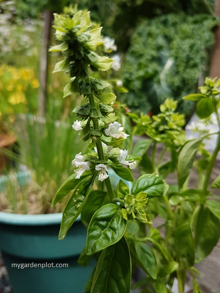 Basil Flowers (photo by Rosana Brien / My Garden Plot)