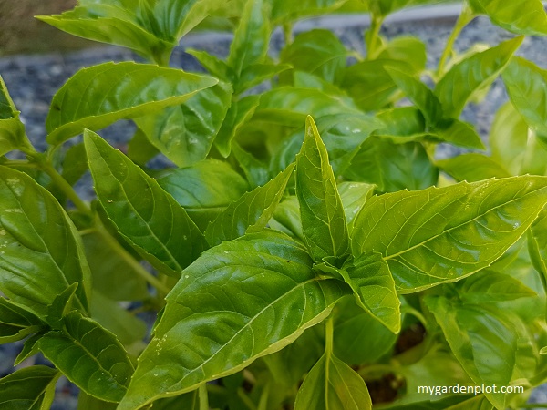 Sun Loving Basil (photo by Rosana Brien / My Garden Plot)