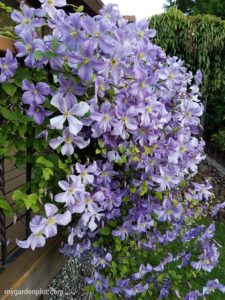 Clematis In Full Bloom (photo by Rosana Brien)