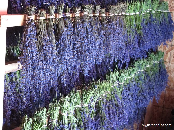 Cut Lavender Drying In Bunches Upside Down (photo by Trevor Brien / My Garden Plot)