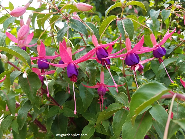 Where To Plant And How To Grow Fuchsias