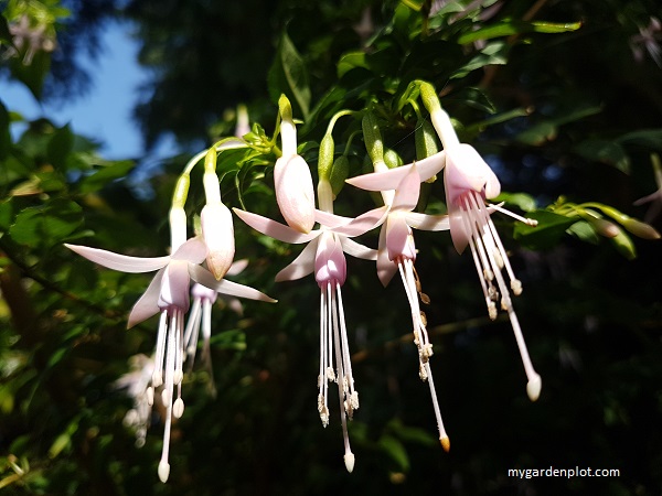 How To Care For Hardy Fuchsias