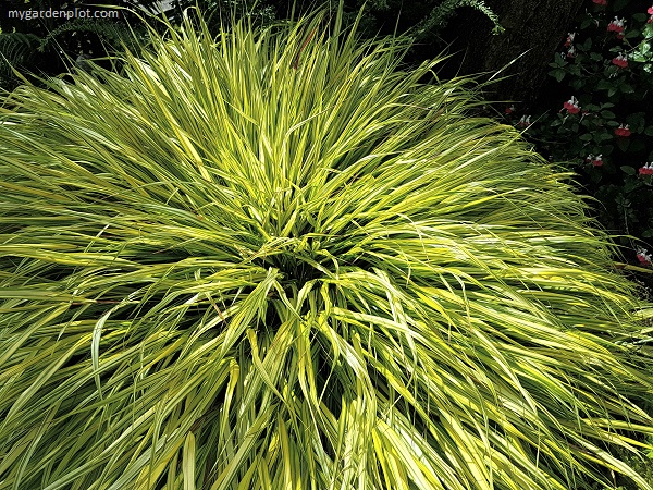 H. macra Hakone grass ‘Aureola’ (photo by Rosana Brien / My Garden Plot)