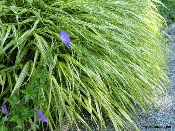 Hakone Grass (photo by Trevor Brien / My Garden Plot)