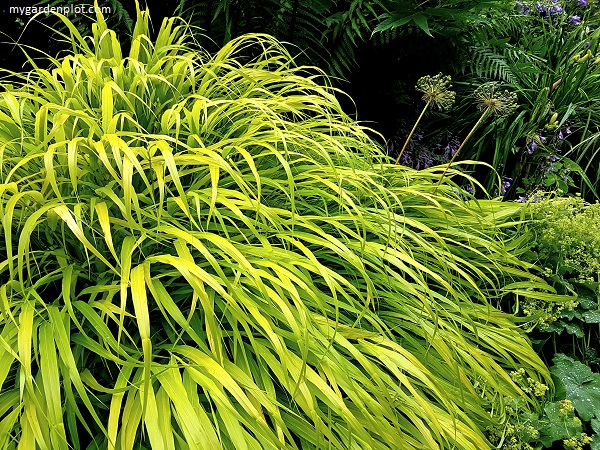 You are currently viewing Growing Hakone Grass