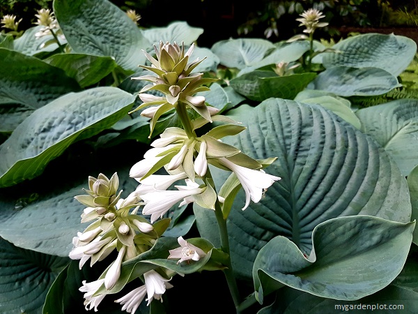 Hosta Flowers (photo by Rosana Brien / My Garden Plot)