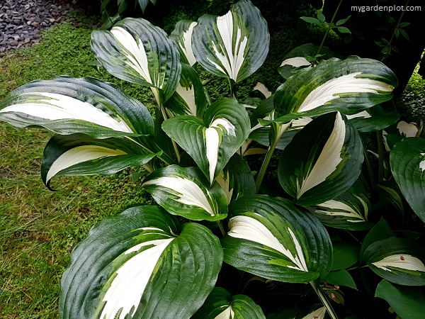 Variegated Hostas (photo by Rosana Brien / My Garden Plot)