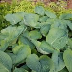 How To Grow Hostas