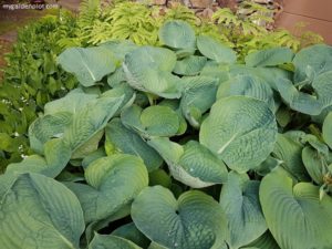 Read more about the article How To Grow Hostas