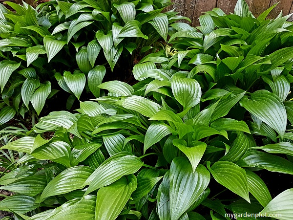 Hosta Border (photo by Rosana Brien / My Garden Plot)