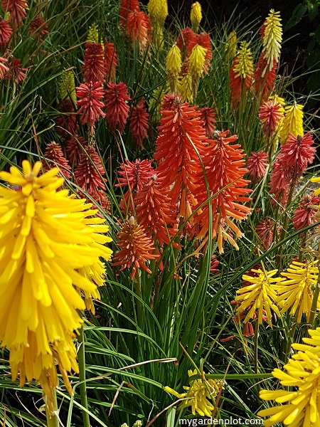 Kniphofia Red Hot Poker Garden Border With Banana Popsicle And Poco Red Varieties (photo by Rosana Brien / My Garden Plot)