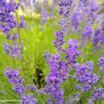 How To Best Grow Lavender