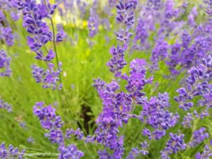 Read more about the article How To Best Grow Lavender
