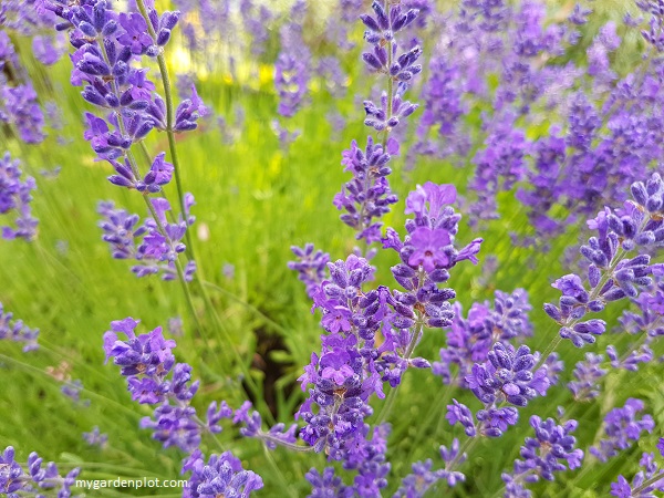 You are currently viewing How To Best Grow Lavender