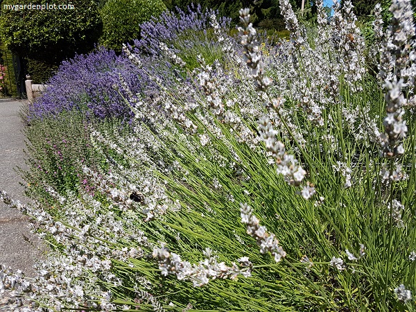 White And Purple English Lavender Border (photo by Rosana Brien / My Garden Plot)