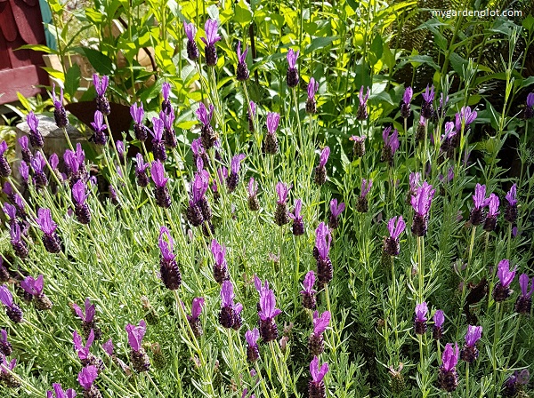 Spanish Lavender (photo by Rosana Brien / My Garden Plot)