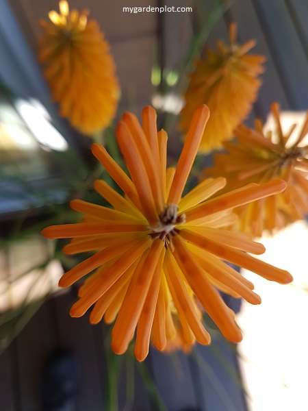 Kniphofia 'Lemon Popsicle' Hot Poker And Container Gardening (photo by Trevor Brien / My Garden Plot)