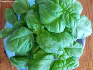 Read more about the article Growing Basil