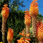 Kniphofia Red-hot Poker or Torch Lily (photo by Rosana Brien / My Garden Plot)