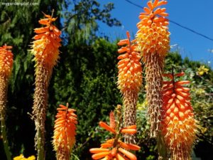 Kniphofia Red-hot Poker or Torch Lily (photo by Rosana Brien / My Garden Plot)