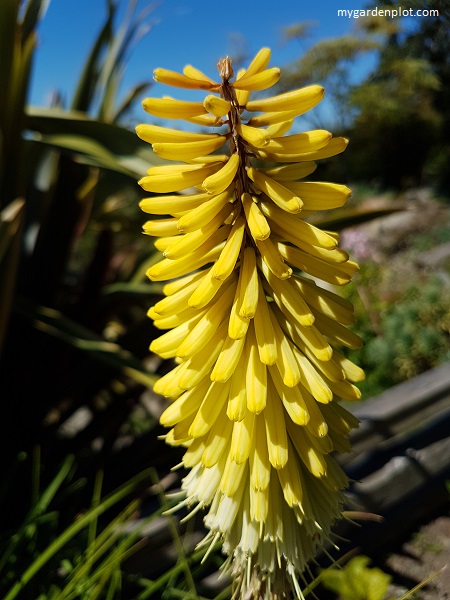 Sunningdale Hot Poker (photo by Rosana Brien / My Garden Plot)