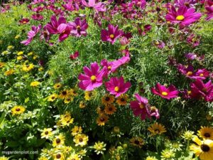 Summer Garden Border With Cosmos And Rudbeckia (photo by Rosana Brien / My Garden Plot)