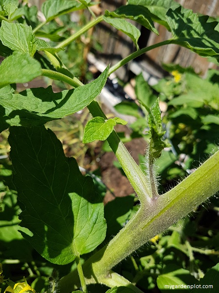 Tomato Side Shoots (photo by Rosana Brien / My Garden Plot)