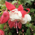 How To Care For Fuchsias