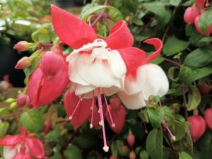 How To Plant, Grow And Prune, Or Overwinter Fuchsias