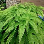 Western Maidenhair Fern Care