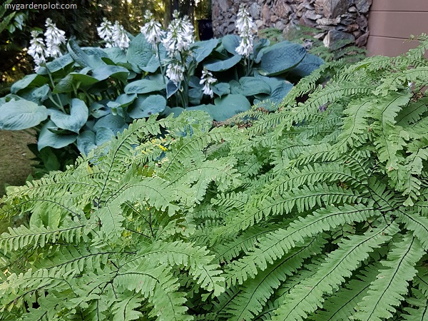 Western Maidenhair Fern And Hostas (photo by Rosana Brien / My Garden Plot)