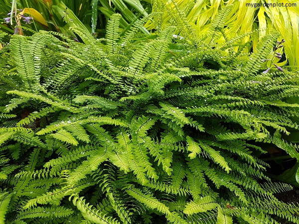 Western or Five-Fingered Maidenhair Fern Easy Care (photo by Rosana Brien / My Garden Plot)