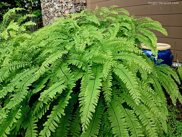 You are currently viewing Western Maidenhair Fern Care