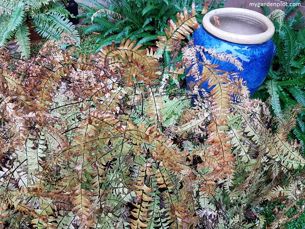 Western Maidenhair Fern (Five-Finger Maidenhair) In Late Autumn (photo by Rosana Brien / My Garden Plot)