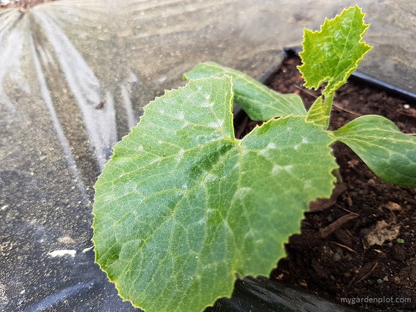 Young Zucchini Plant With Garden Plastic to Keep Warmth Overnight (photo by Rosana Brien / My Garden Plot)