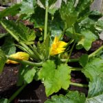 How To Grow Zucchinis