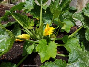 Read more about the article How To Grow Zucchinis