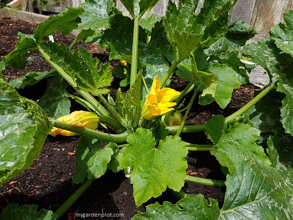 You are currently viewing How To Grow Zucchinis