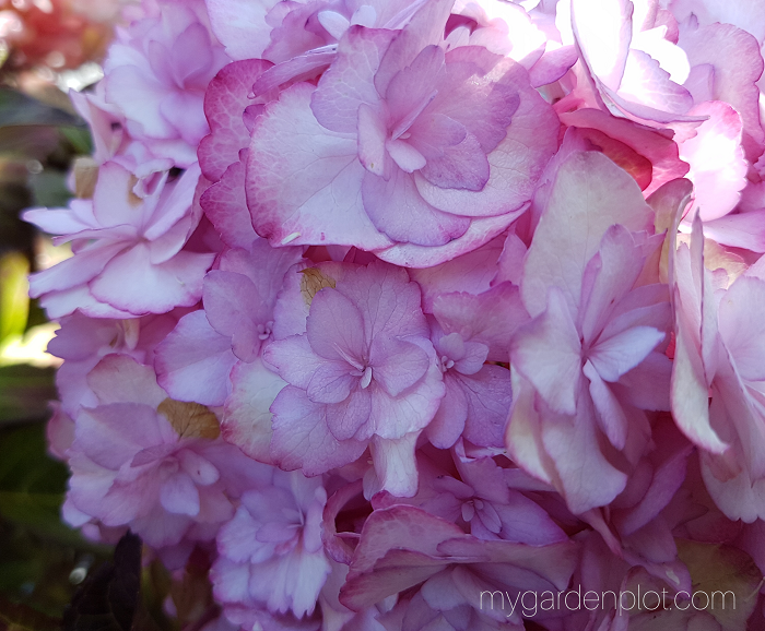 Hydrangea macrophylla ‘Miss Soari’ (also known as Bigleaf Hydrangea ‘Miss Soari’ and Mophead Hydrangea ‘Miss Saori’)