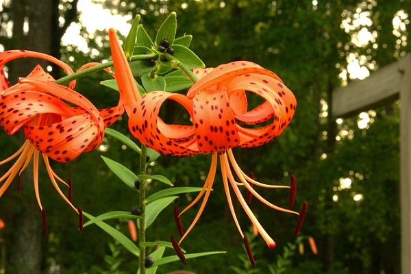 Lilium (Lily): How To Plant, Grow And Care for Lilies - Tiger Lily